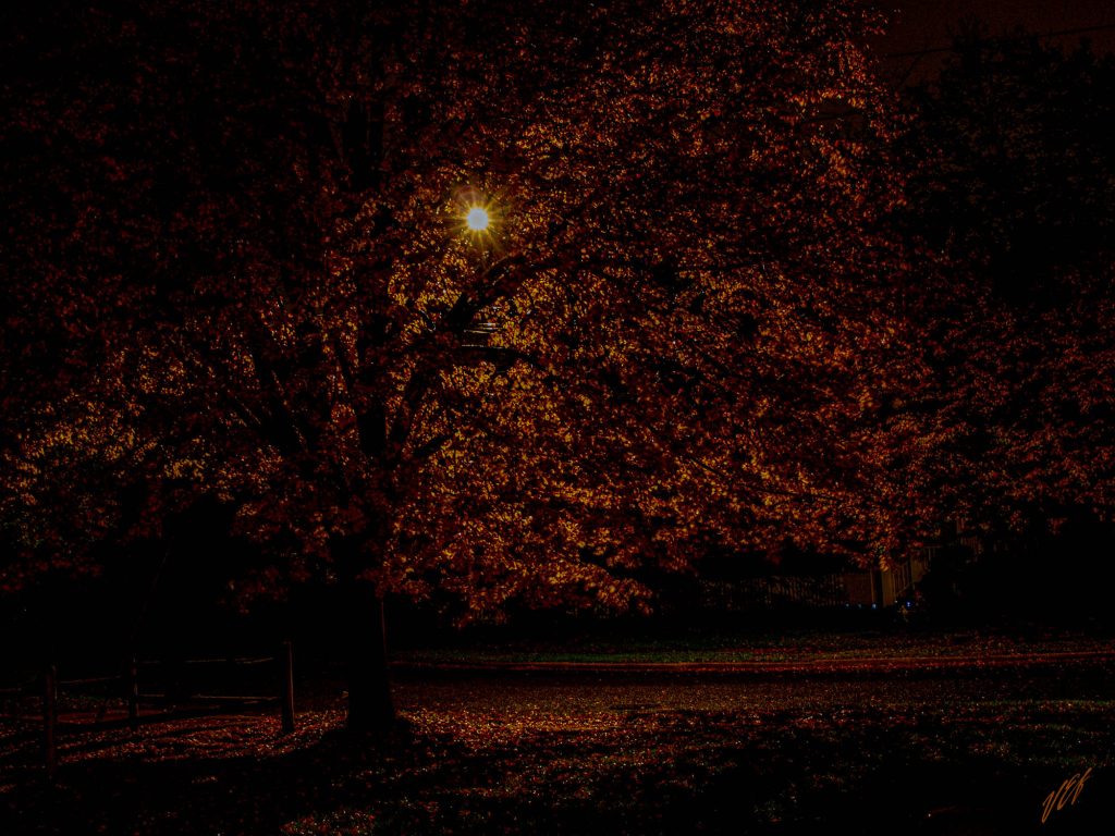 Night tree photo